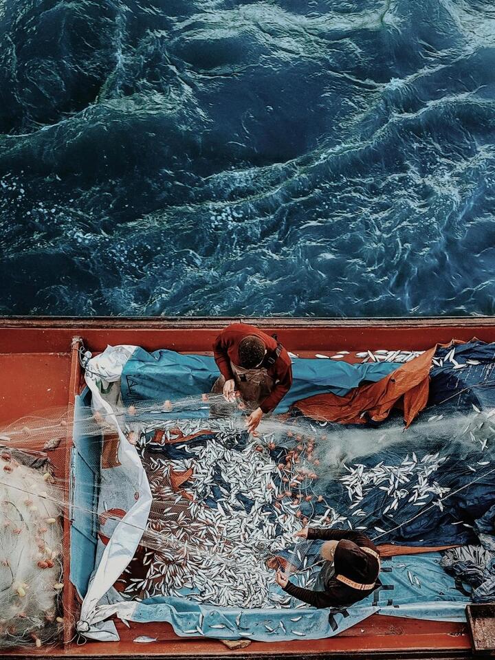 Photographer Climbs for Sardine Shot 📸