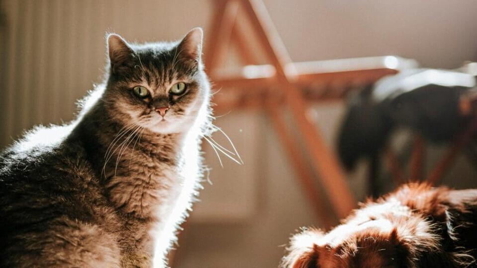 China’s First ‘Pet’ Cats Weren’t House Cats?!