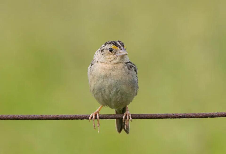 Did the Moon Make Us Conscious?