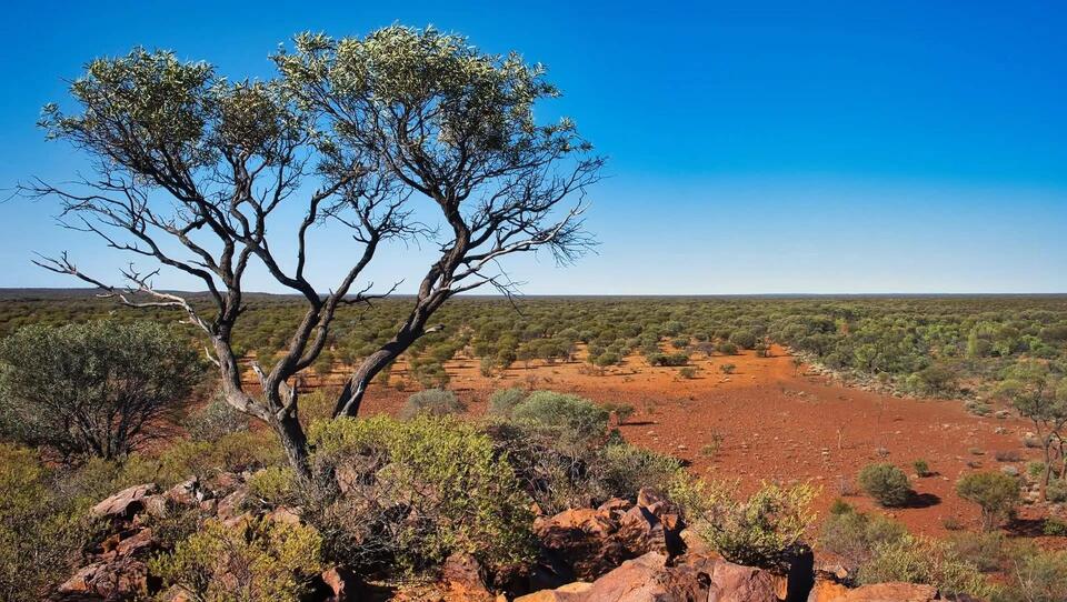 Rare Spotted Cat Makes a Wild Comeback!