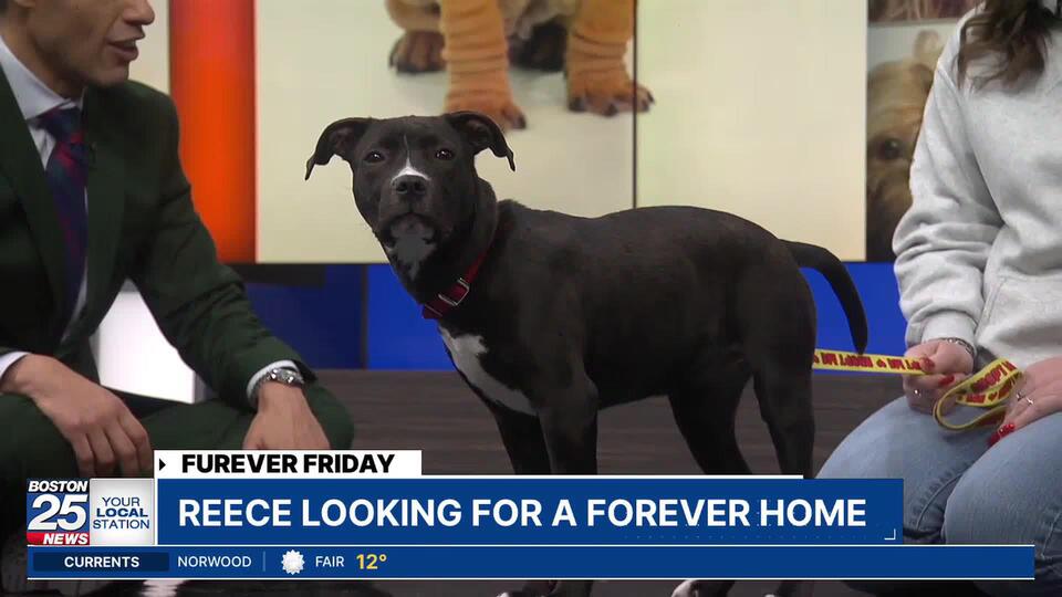Meet Reece: Boston’s happiest pup needs you