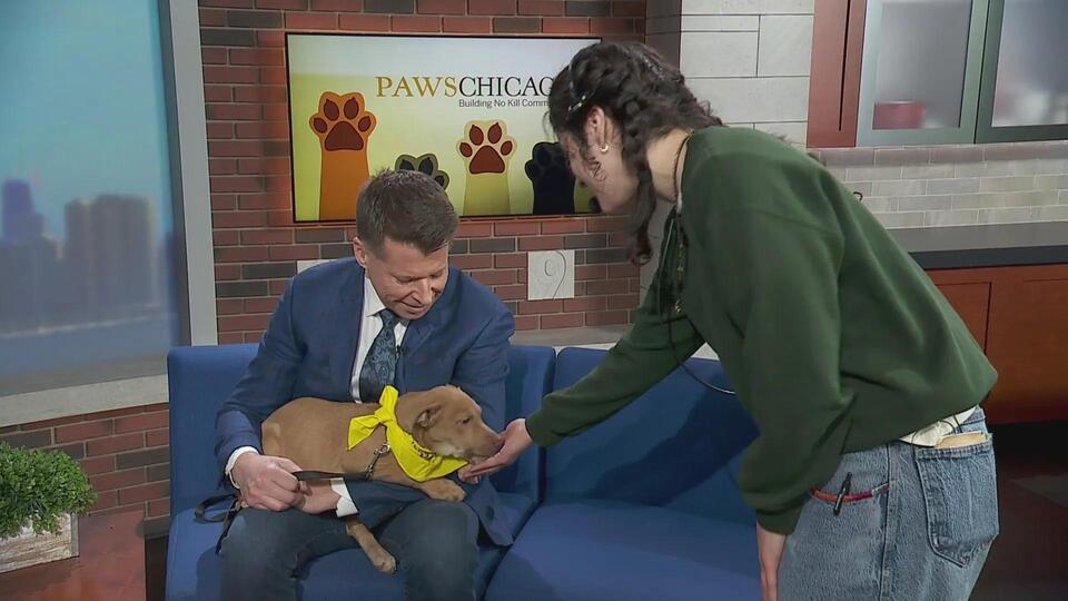 Meet Coral: Chicago’s chillest pup needs a home