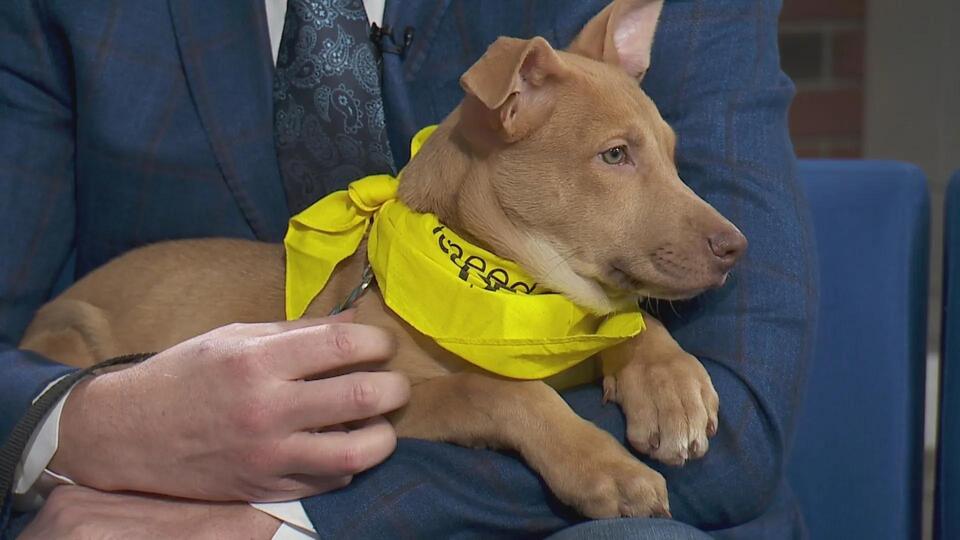 Meet Coral: Chicago’s chillest pup needs a home