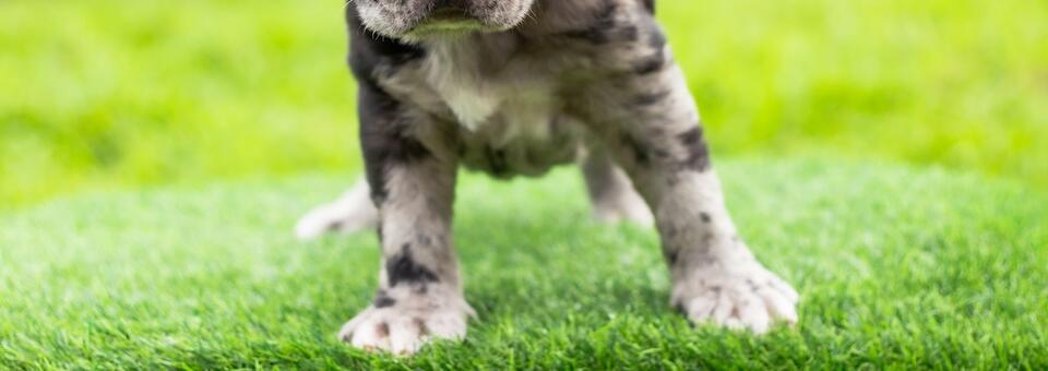 Frenchie Puppy in Reindeer Ears = Holiday Goals
