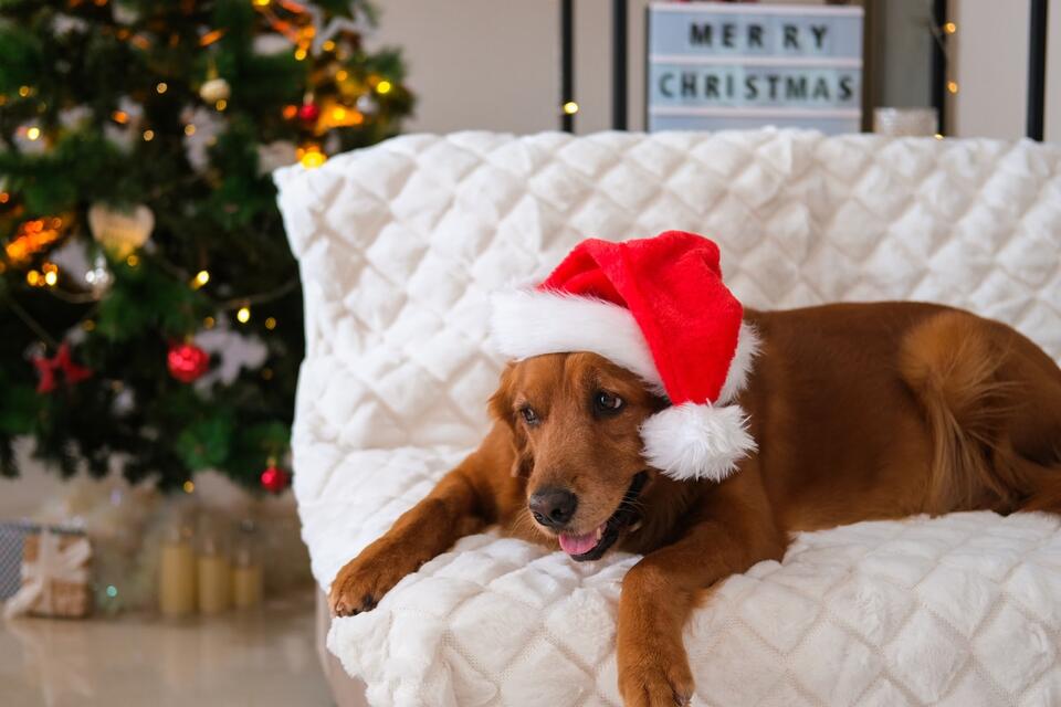 Golden Retriever Goes Full Grinch Over Xmas Tree