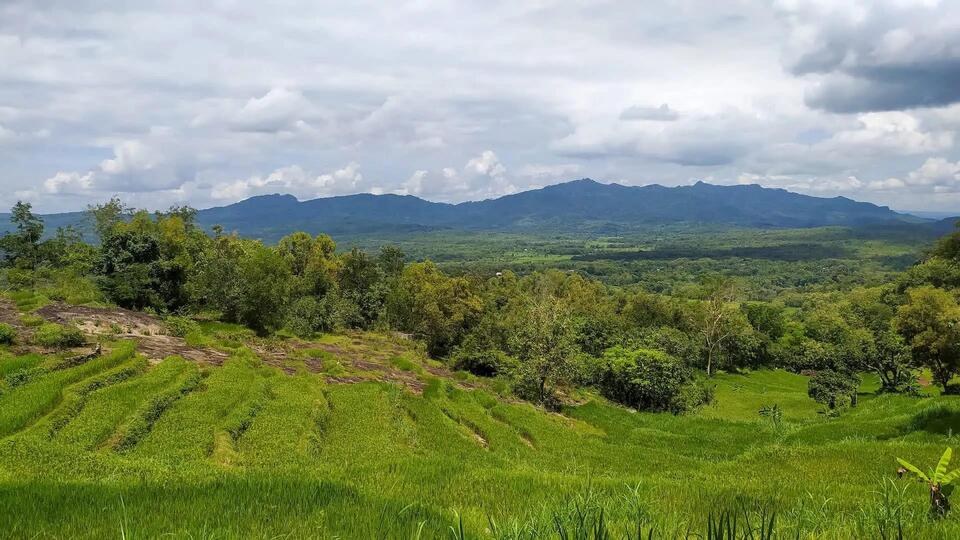 Fruit Fly Drama in Fiji: Crops at Risk!