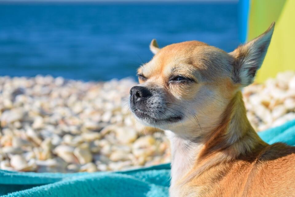 Chihuahua’s Cruise Adventure Is Too Cute
