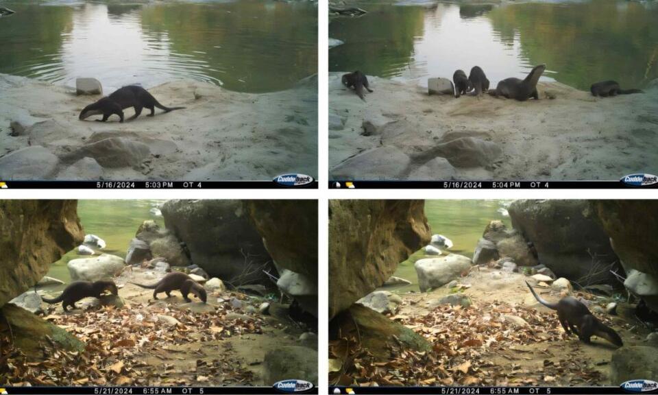 Otters Crash Tiger Cam!