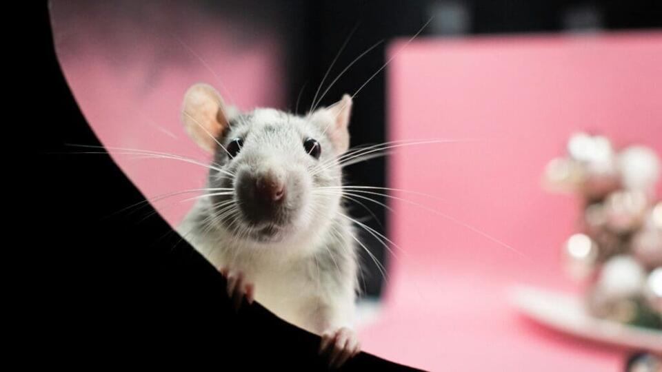 Scientists Just Cured Diabetes in Mice?!
