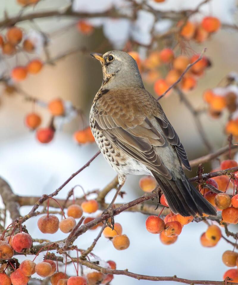 This tennis ball hack could save garden birds