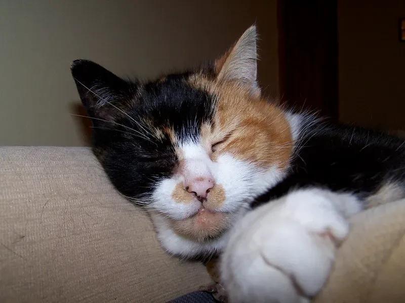 Why Cats Love Sleeping on Your Head