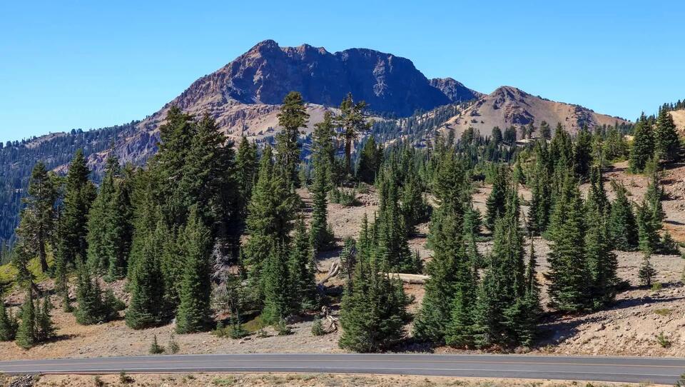 Detection dogs give hope for rare red fox