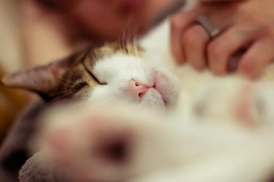 Why Cats Love Sleeping on Your Head