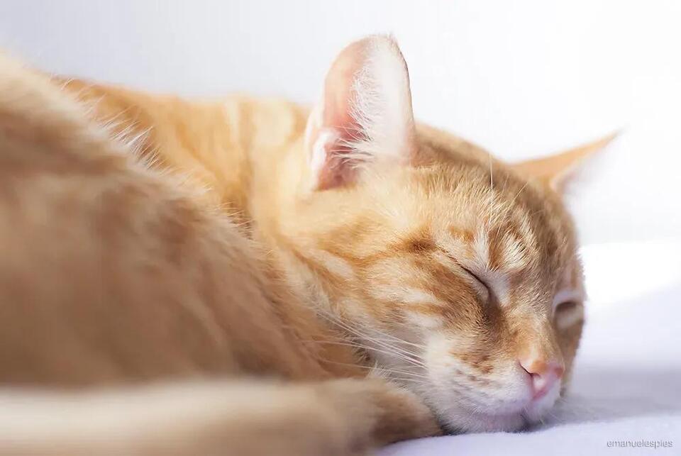 Why Cats Love Sleeping on Your Head