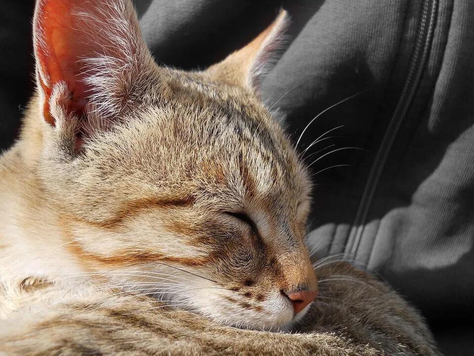 Why Cats Love Sleeping on Your Head