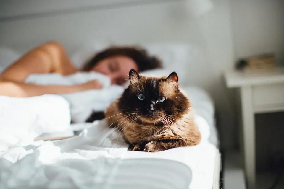 Why Cats Love Sleeping on Your Head