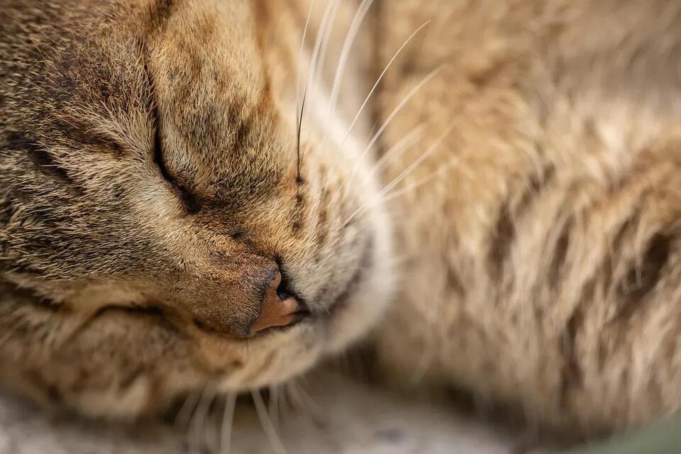 Why Cats Love Sleeping on Your Head