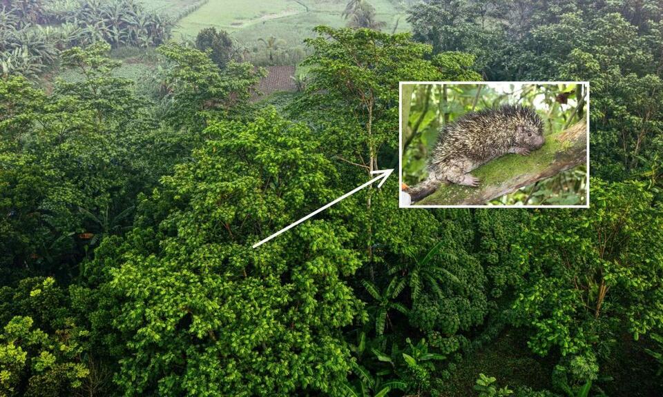 Colombia’s Spiky New Mystery Mammal
