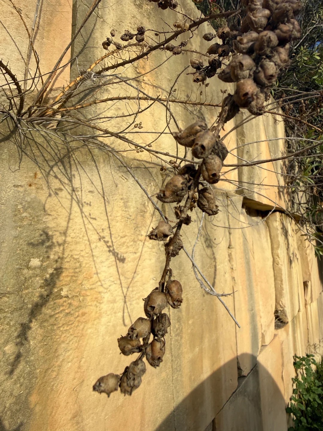 These dried flowers look like skulls
