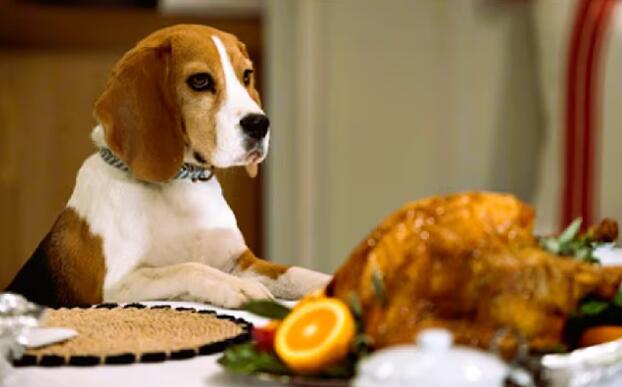 GH’s Dog Rescue Episode Was Pure Chaos!