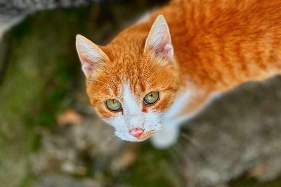 Pregnant Cat Rescued from Zipped Suitcase