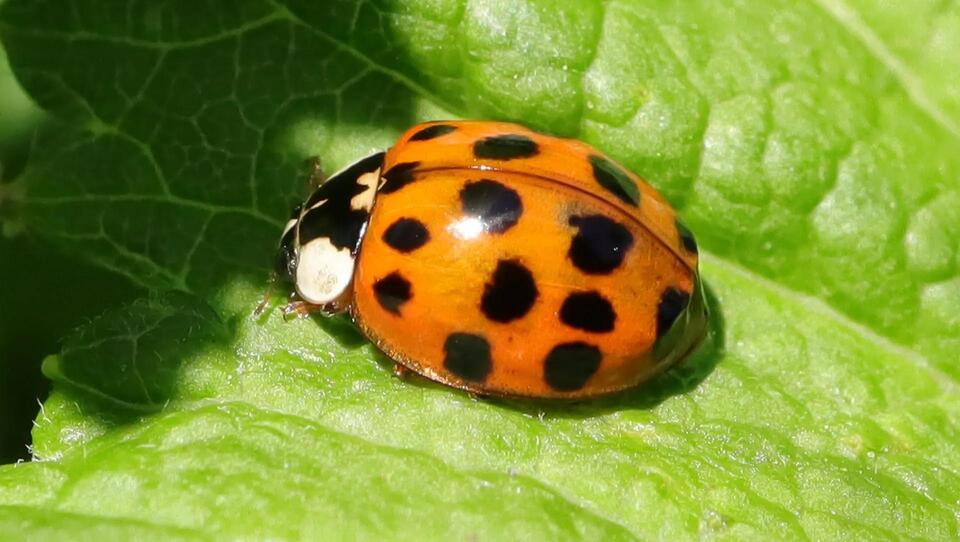 Asian beetles: The winter home invaders