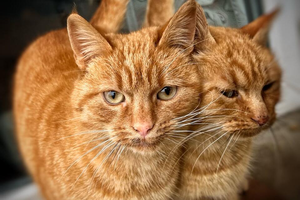 Pregnant Cat Rescued from Zipped Suitcase