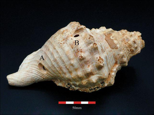 Ancient Shells Were Basically Neolithic Airhorns