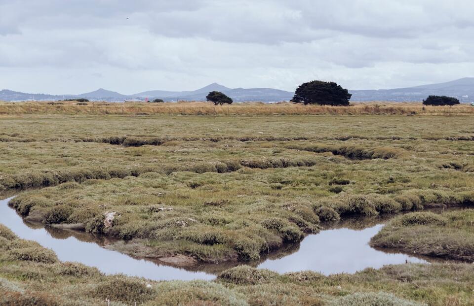 When Dinosaurs Faced Doomsday