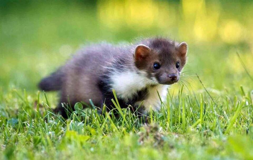 Tiny new weasel species found in Sichuan