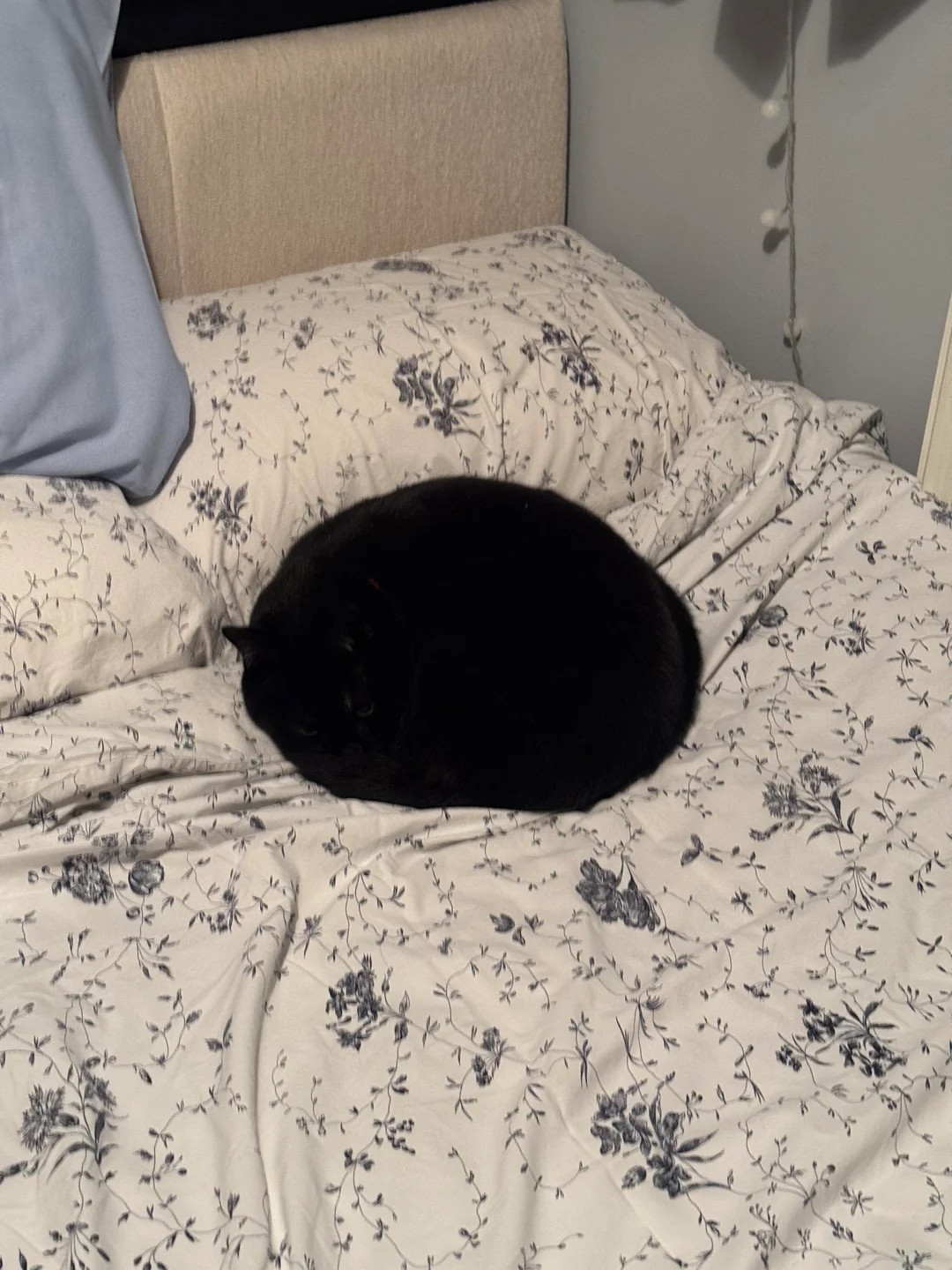 He’s so perfectly round ❤️