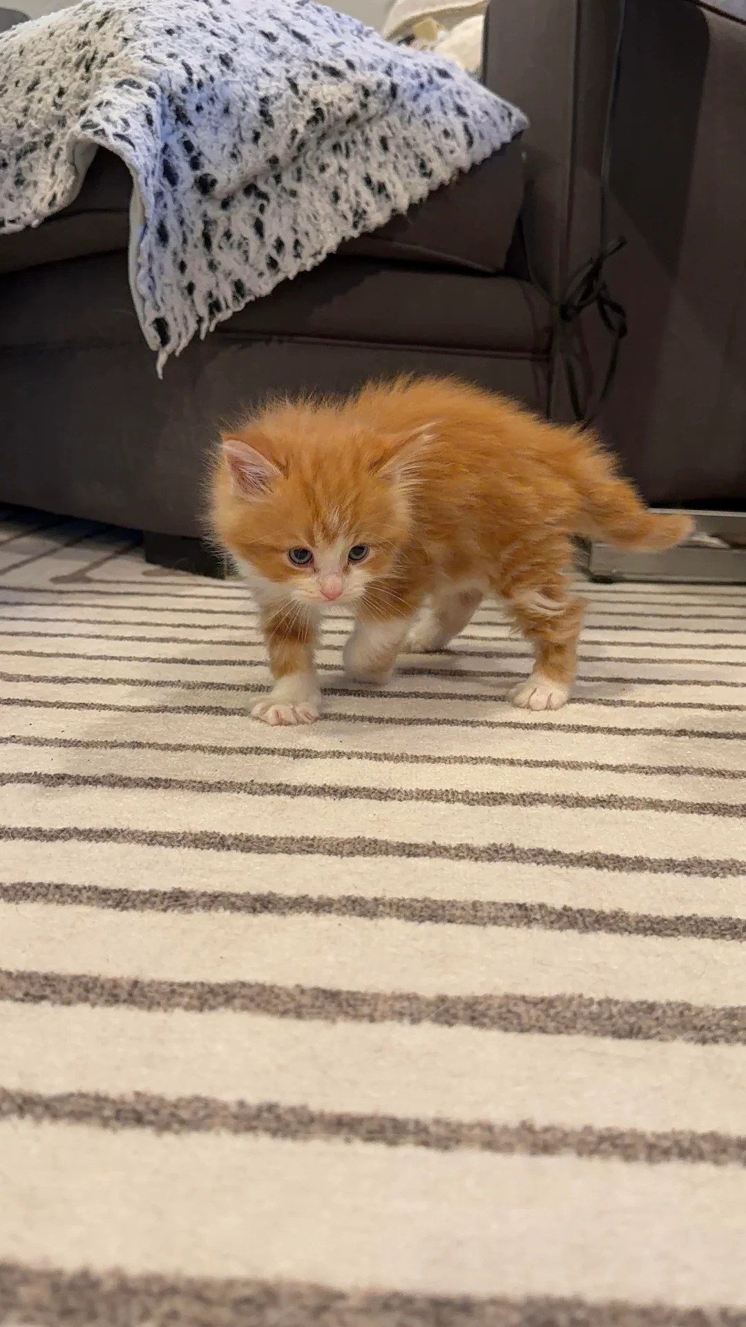 I have been adopted by this smol bean