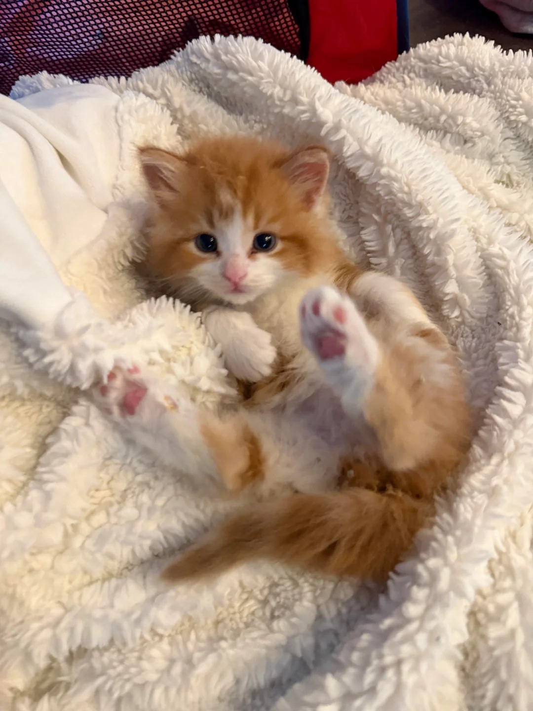 I have been adopted by this smol bean