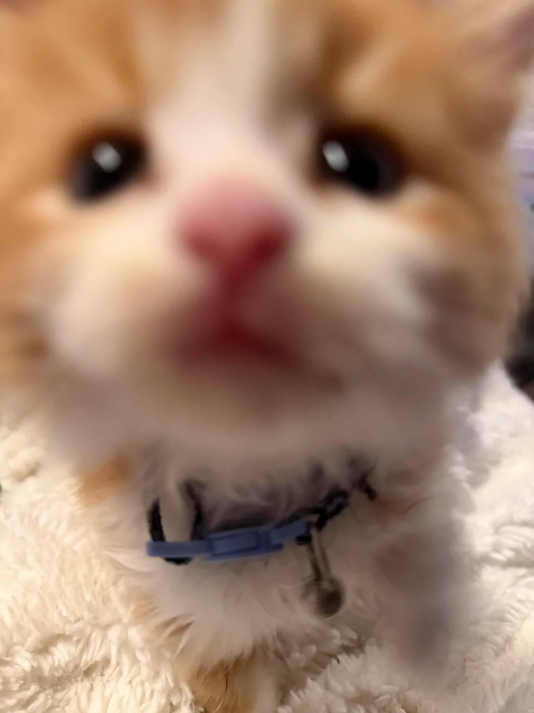 I have been adopted by this smol bean