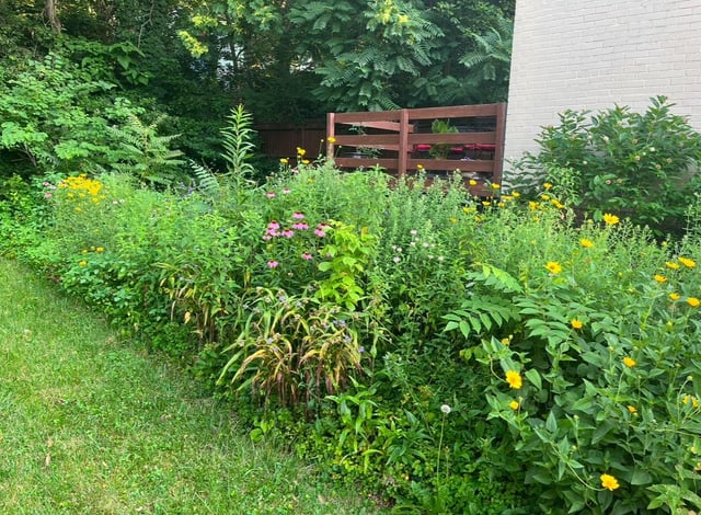 How I Turned My Overgrown Backyard Into a Pollinator Haven