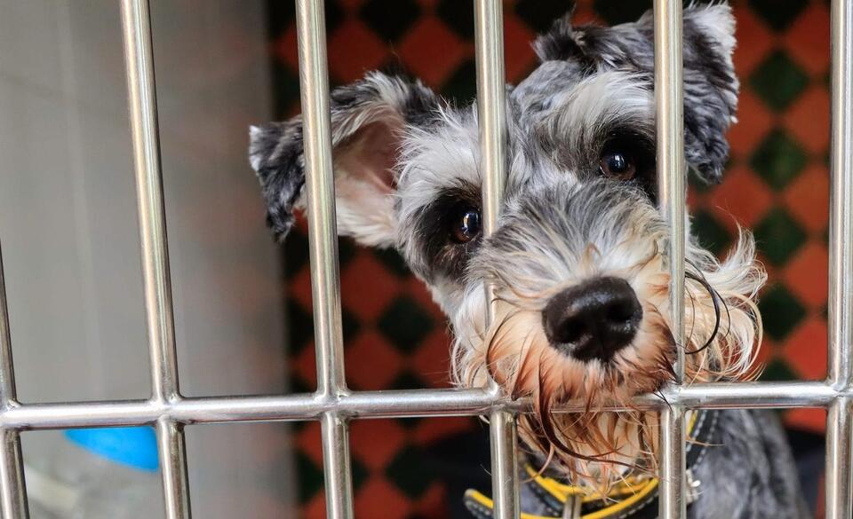 Pet Hotel Nightmare: Animals Left in Filth