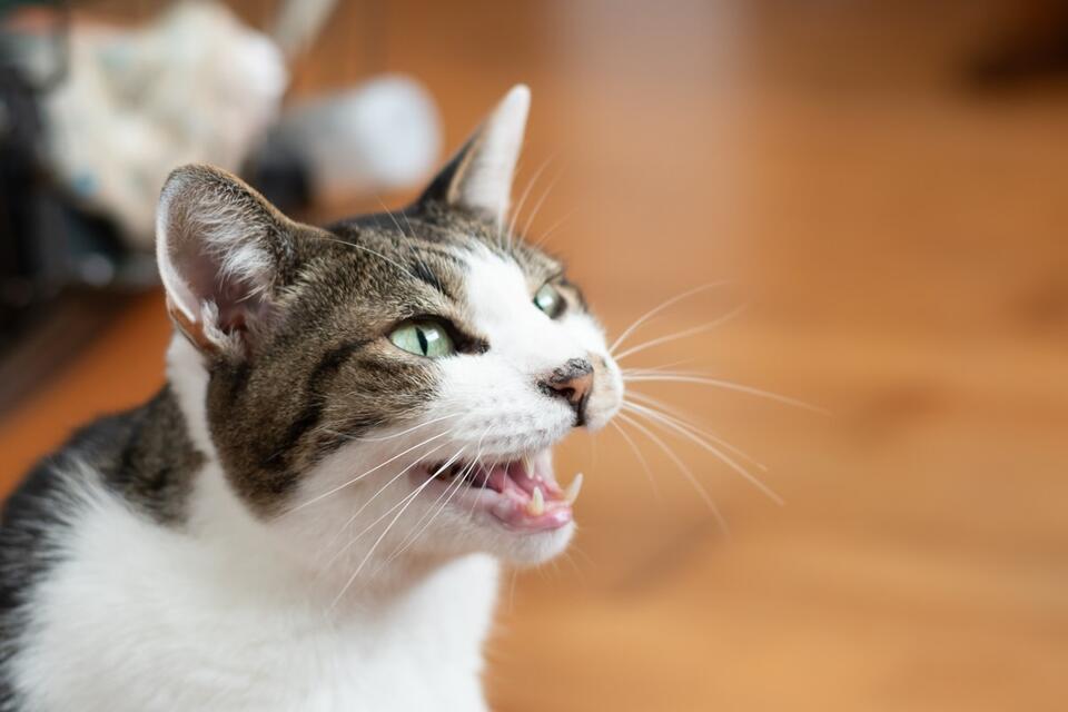 Cat Says 'No' to Leaving Grandma's House