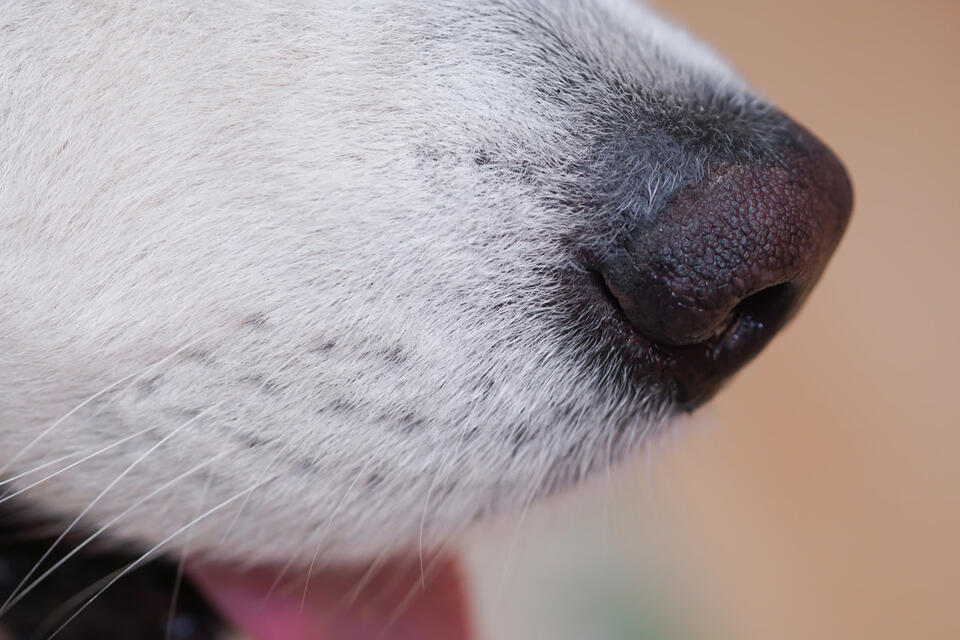 Meet Zero: The real-life ghost dog finding hope