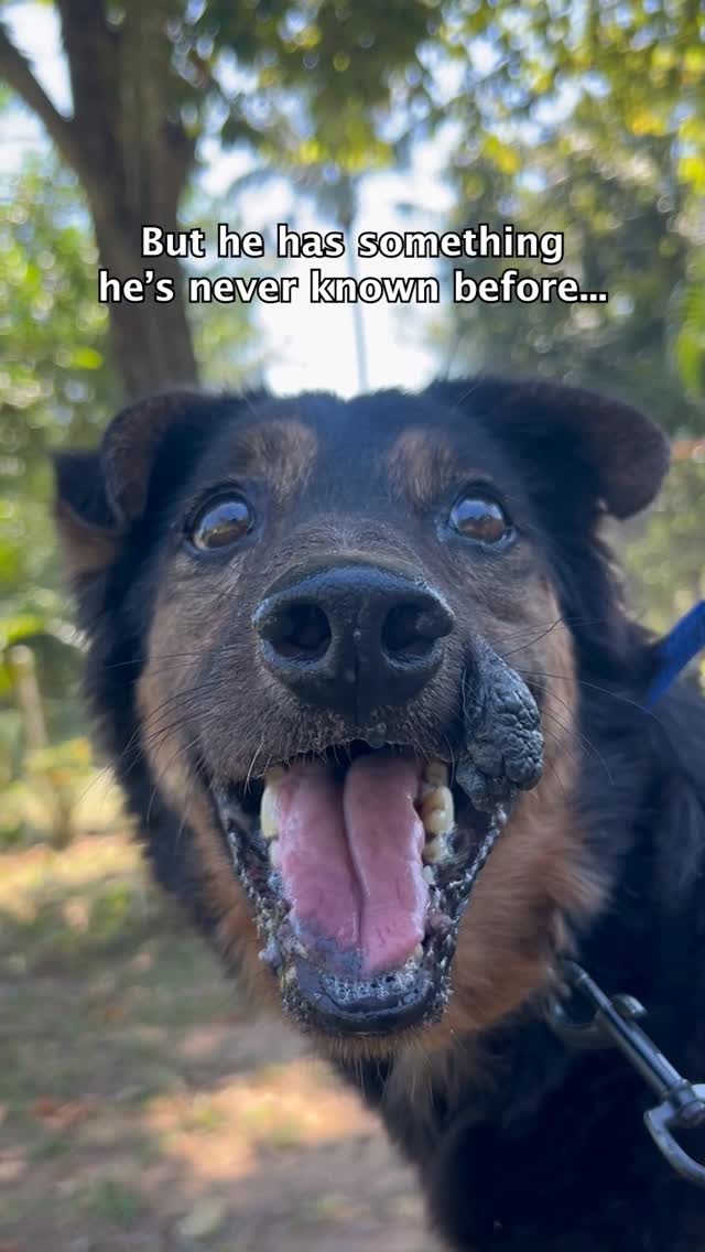 Atlas the Rescue Pup’s Heartbreaking Glow-Up