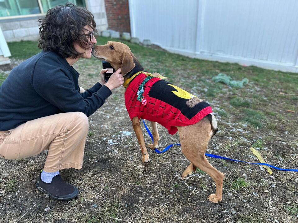 Boston shelters waive dog adoption fees