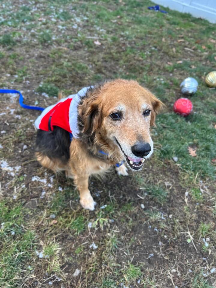 Boston shelters waive dog adoption fees