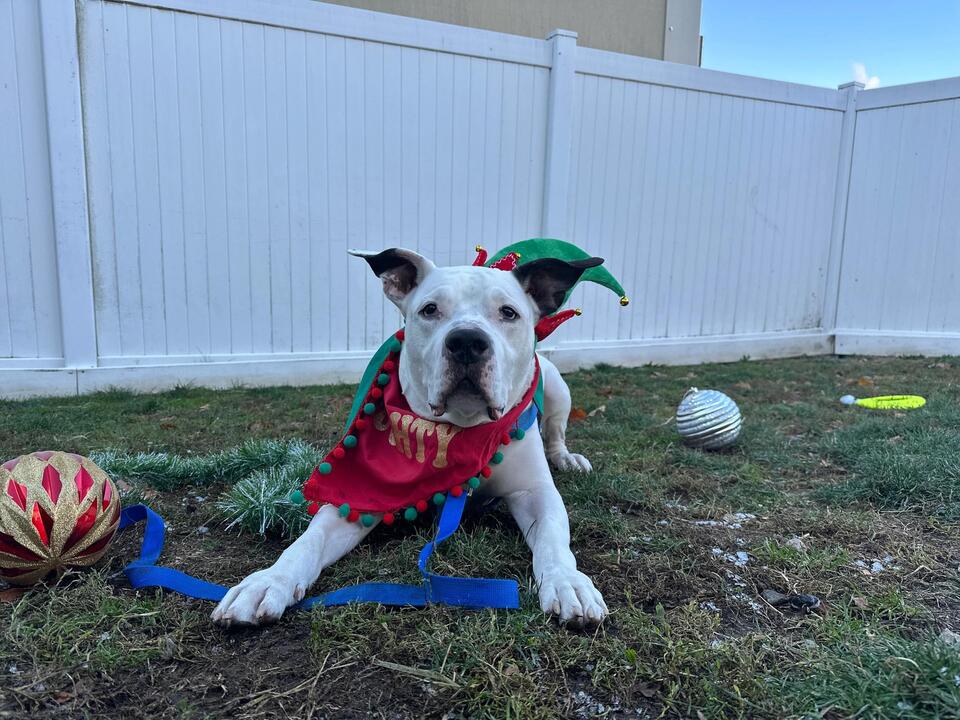 Boston shelters waive dog adoption fees