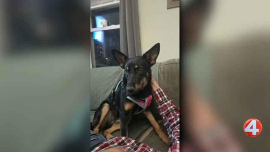 Rosie’s ready to join your Buffalo family