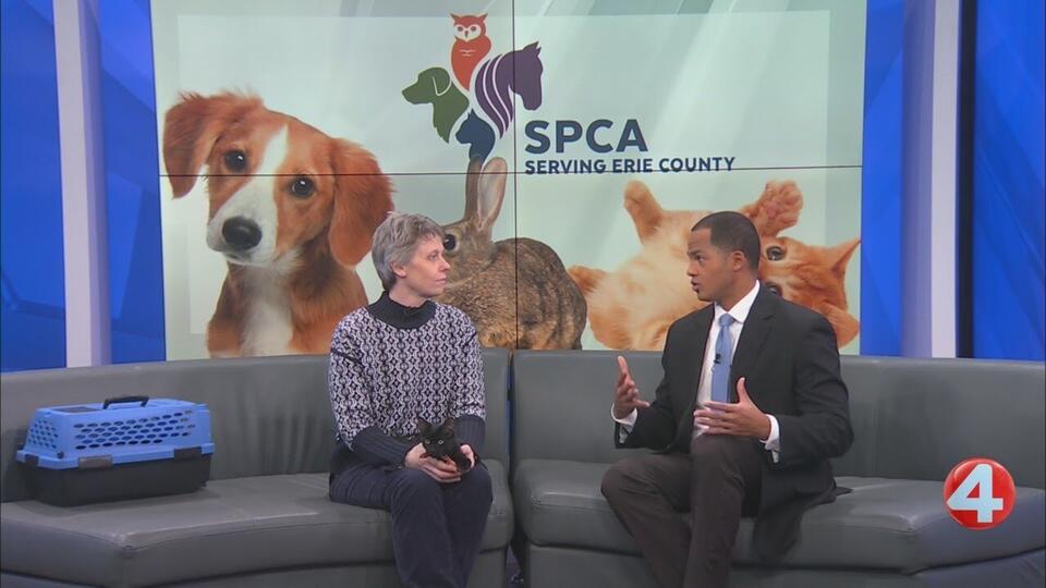 Meet this week’s SPCA kitten star