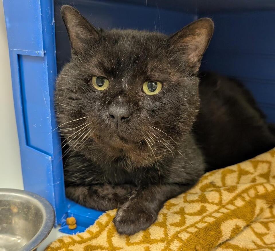 Cleveland APL waives fees for adult pet adoptions