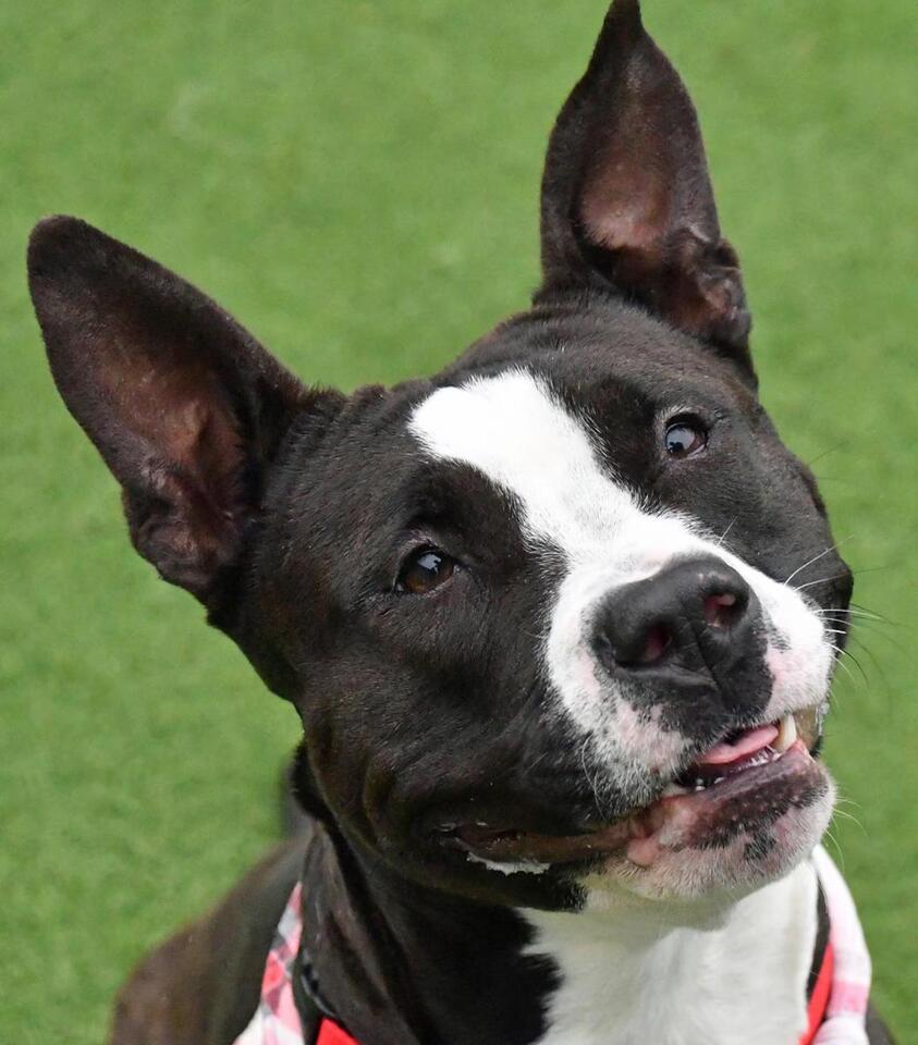 Cleveland APL waives fees for adult pet adoptions