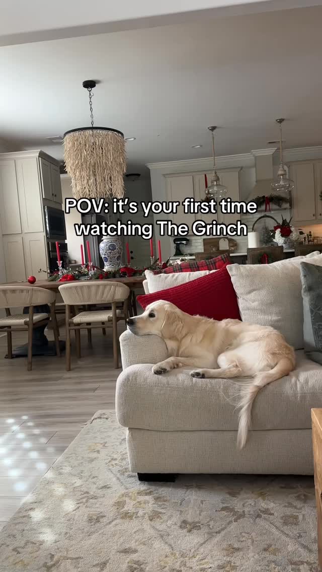 Golden Retriever’s Movie Night Is a Whole Mood
