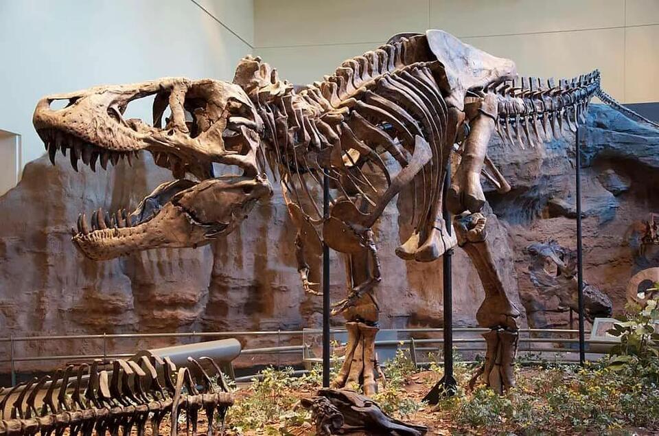 T. rex Was an Even Bigger Beast?!