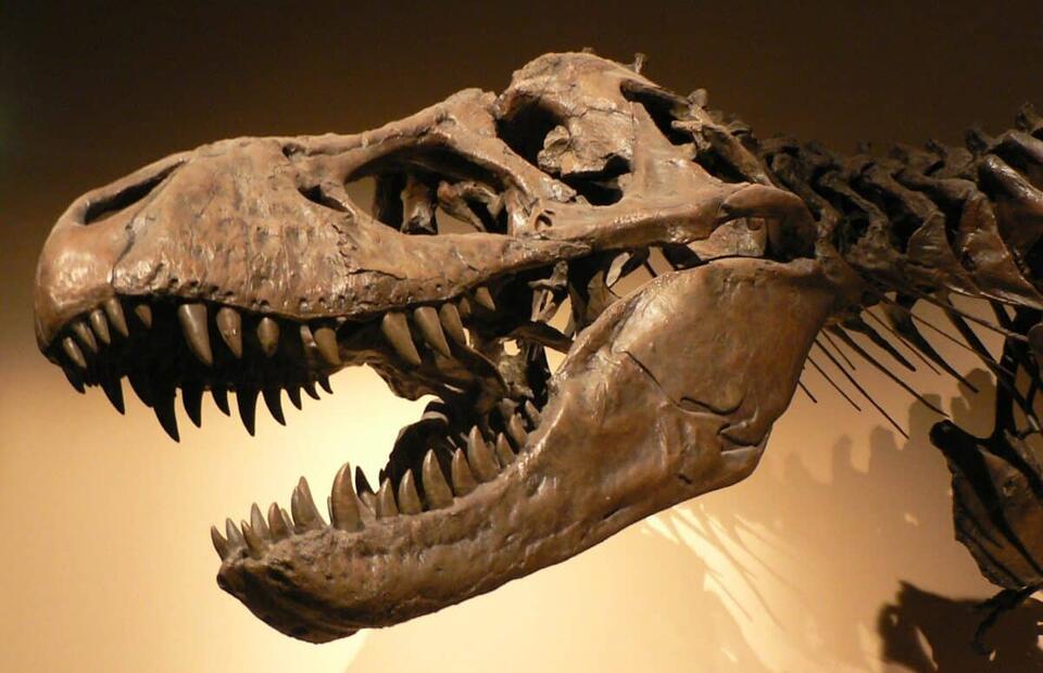 T. rex Was an Even Bigger Beast?!