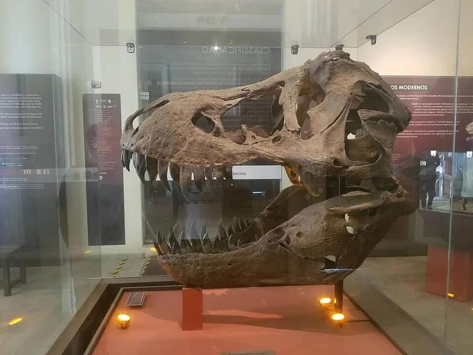 T. rex Was an Even Bigger Beast?!